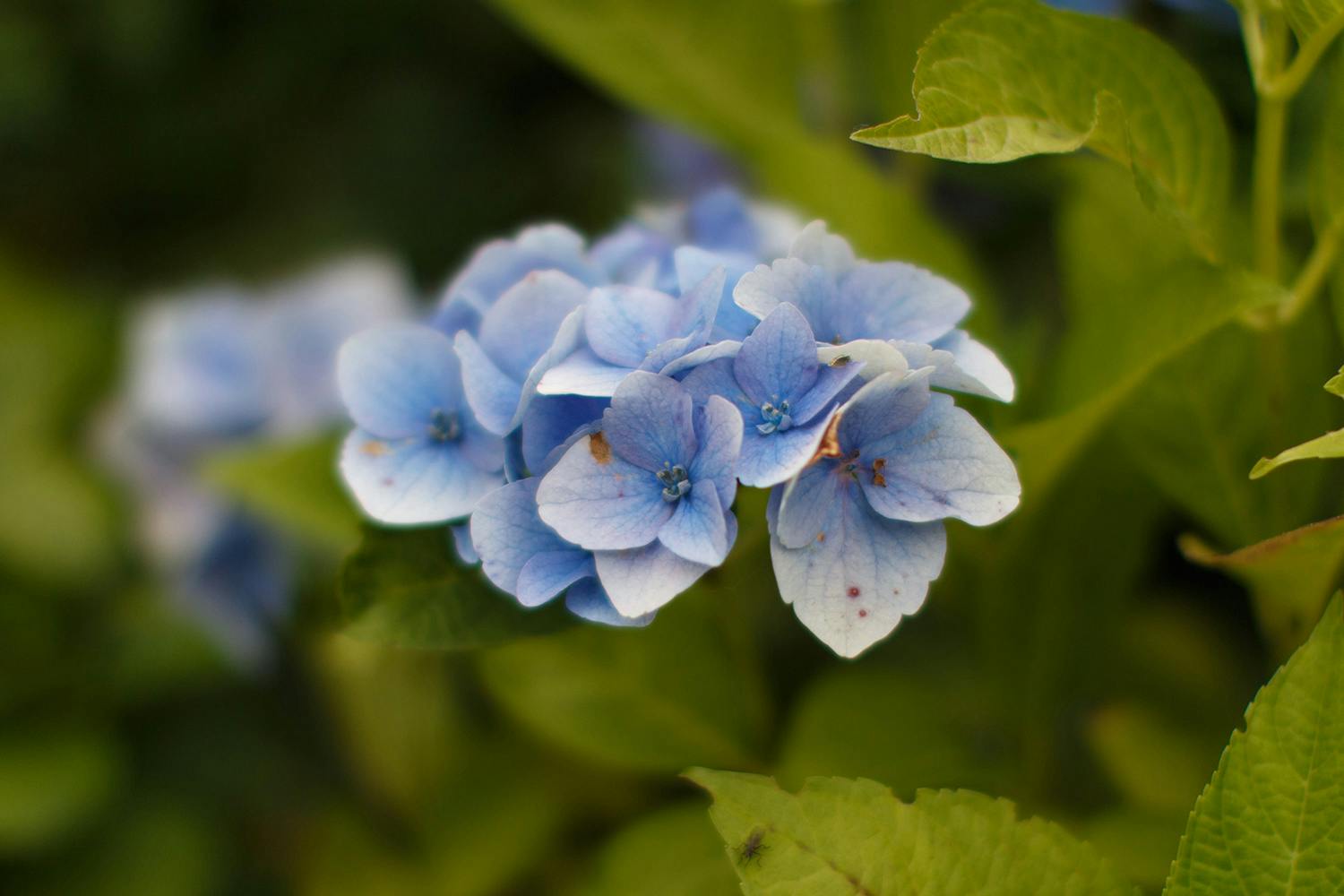Bilde av blomst med uskarp bakgrunn